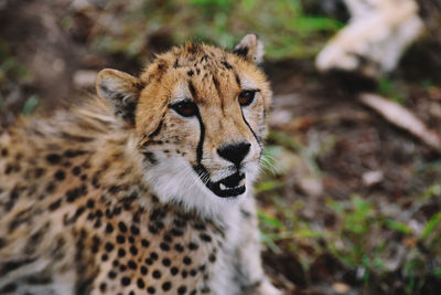 Close-up of a cat looking away