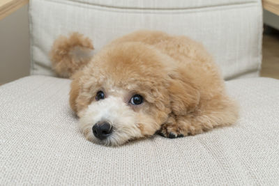 Portrait of dog lying on sofa at home