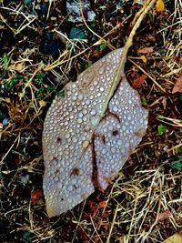 High angle view of mushroom growing on field