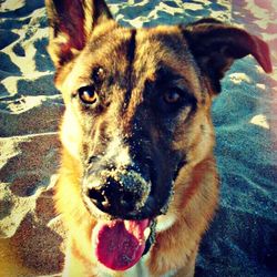 Close-up portrait of a dog