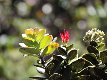 Close-up of red flowers