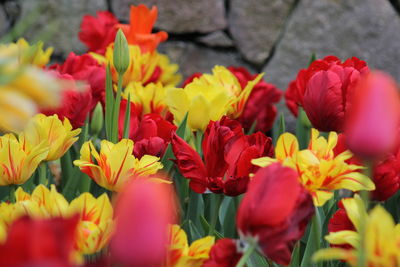 Close-up of multi colored flowers