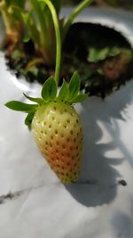 High angle view of fruits on plant