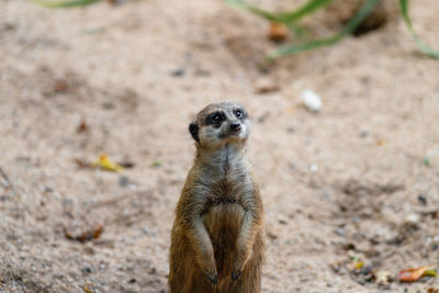 Portrait of an animal on land