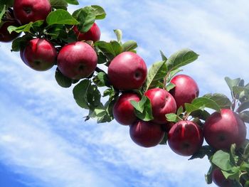 Low angle view of cherries growing on tree against sky