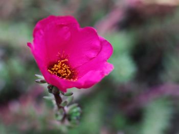 Close-up of pink flower