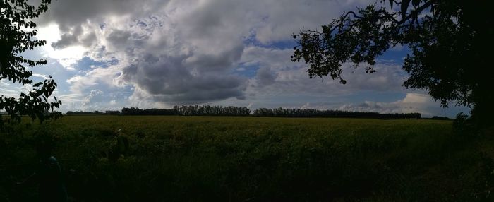 Scenic view of agricultural field against sky