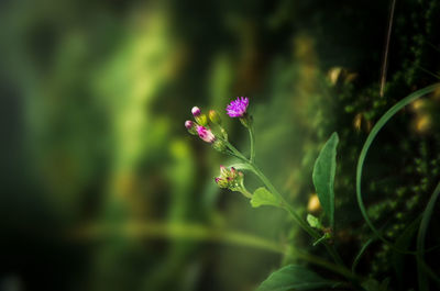 Close-up of flowers blooming outdoors