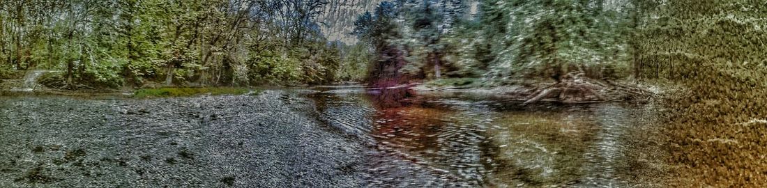 Reflection of trees in river