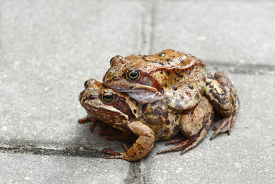 High angle view of frogs mating