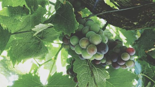 Close-up of grapes growing on tree