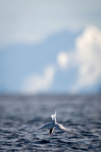 Antarctic tern