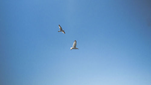 Low angle view of seagull flying in sky