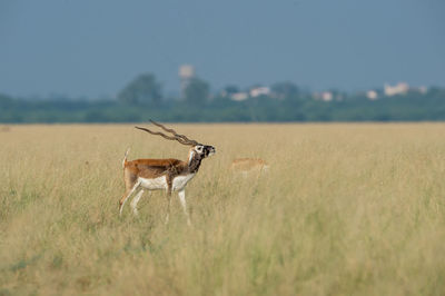 View of horse on field