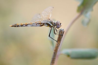 Close-up of damselfly on leaf