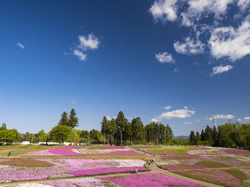 Scenic view of pink flowering plants against blue sky