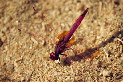 Close-up of insect on rock