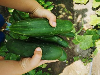 Close-up of hand holding leaf