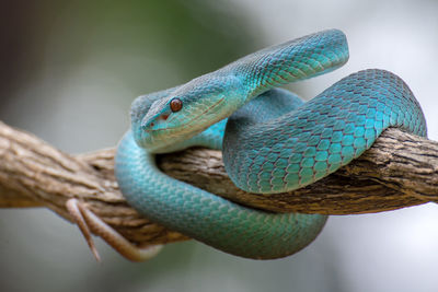 Close-up of lizard