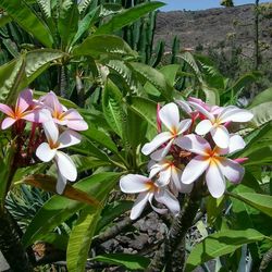 Close-up of white flowers