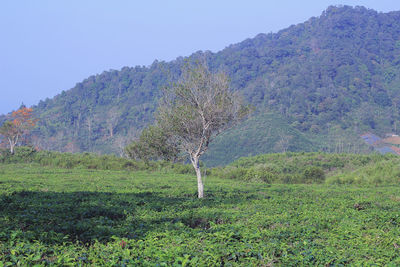 Trees on field against clear sky