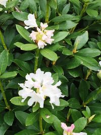 Close-up of flowers blooming outdoors