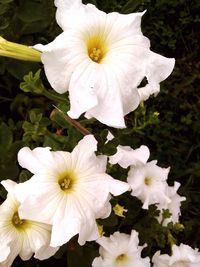 Close-up of white flowers blooming outdoors