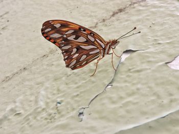 Close-up of butterfly