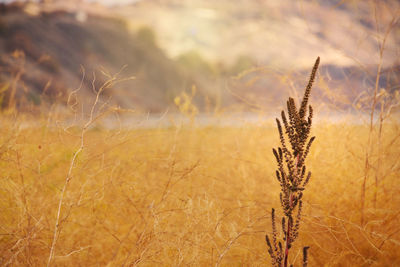 Close-up of wheat growing on field