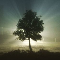 Silhouette tree on field against sky