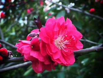 Close-up of pink flowers