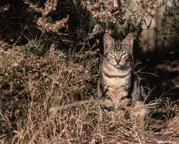 Portrait of cat on field