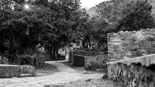 Trees along built structure