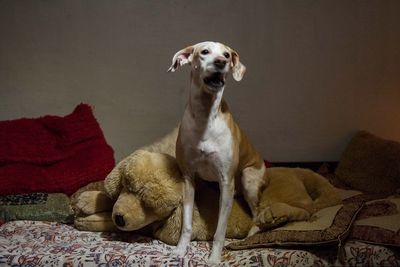 Close-up of dog sitting on sofa