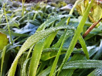 Close-up of water drops on grass