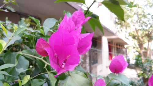 Close-up of pink flowers blooming outdoors