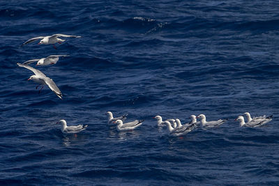 Swans swimming in lake