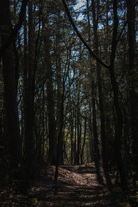 Trees in forest