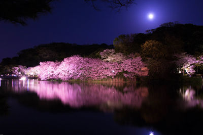 Illuminated trees by lake against sky at night