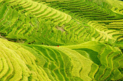 Scenic view of rice paddy