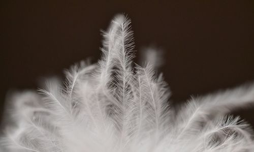 Close-up of feather against white background