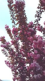 Low angle view of cherry blossoms against sky