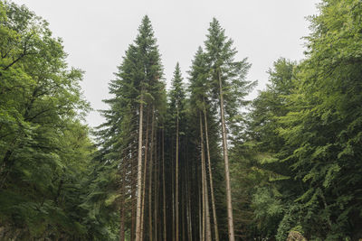 Low angle view of trees in forest against sky