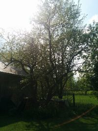 Trees on grassy field