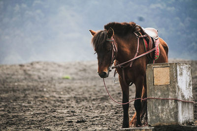 Horse standing on a land