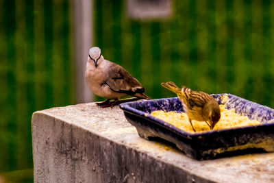 Close-up of bird perching on retaining wall