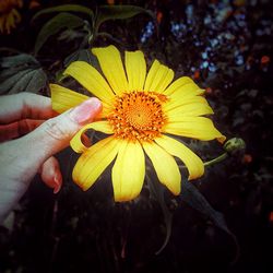 Close-up of hand holding yellow flower