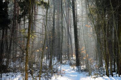 Trees in forest during winter