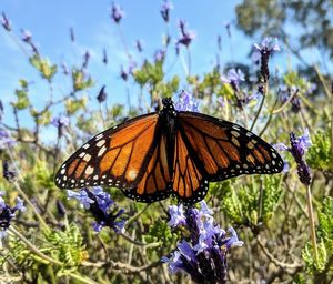 Close-up of butterfly pollinating on purple flower