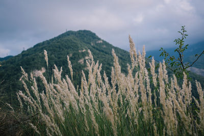 Low angle view of plants on mountain against sky
